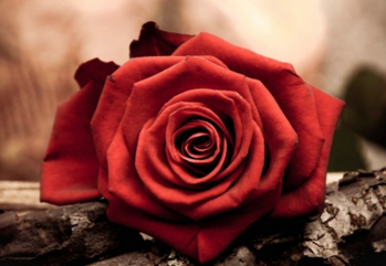 我喜爱的电视节目作文