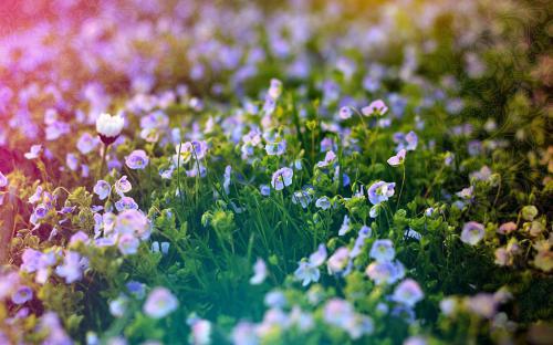 说说三八妇女节 三八妇女节最唯美的祝福短信
