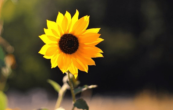 爱一个人的网名男生_の姐以女王高傲丶称霸